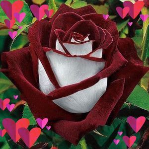 Meet your Posher, Leidy